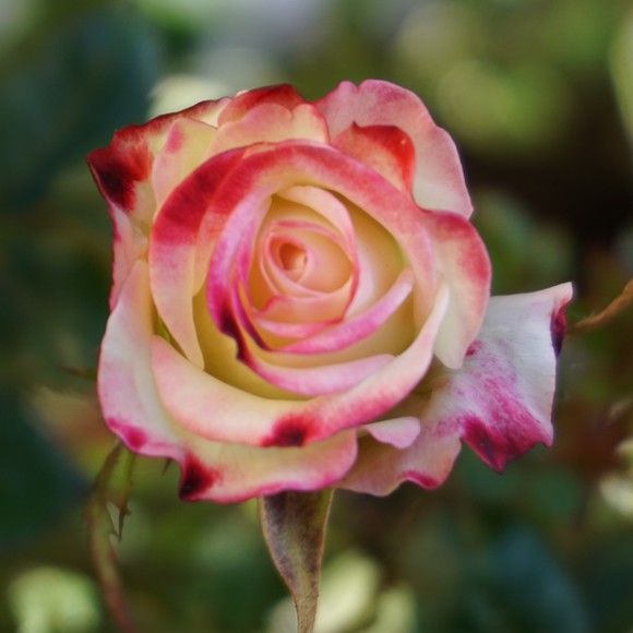 Meet your Posher, Karly - Picture 1 of 1